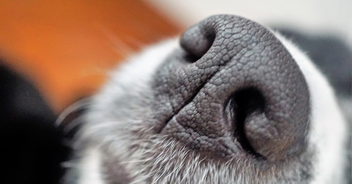 Canine Nasal Anatomy for Laser Surgery
